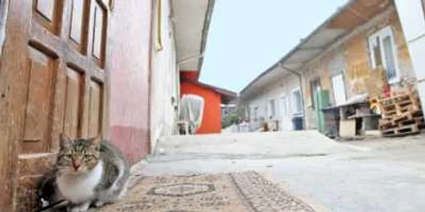 Curtea casei din Calea Timocului nr. 11, în care  figura oficial domiciliul lui Petrică Captalan