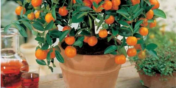 mandarin