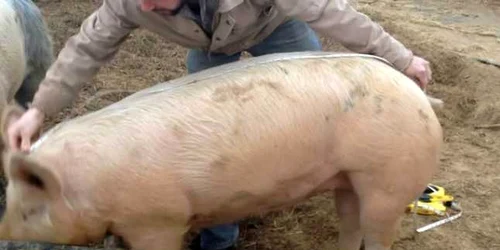 masurare porc