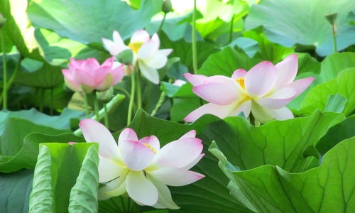 flori protejate de lege în România jpeg