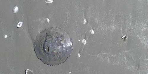Invazie de meduze pe plaja din Mamaia la ţărmul Mării Negre Foto Sînziana Ionescu