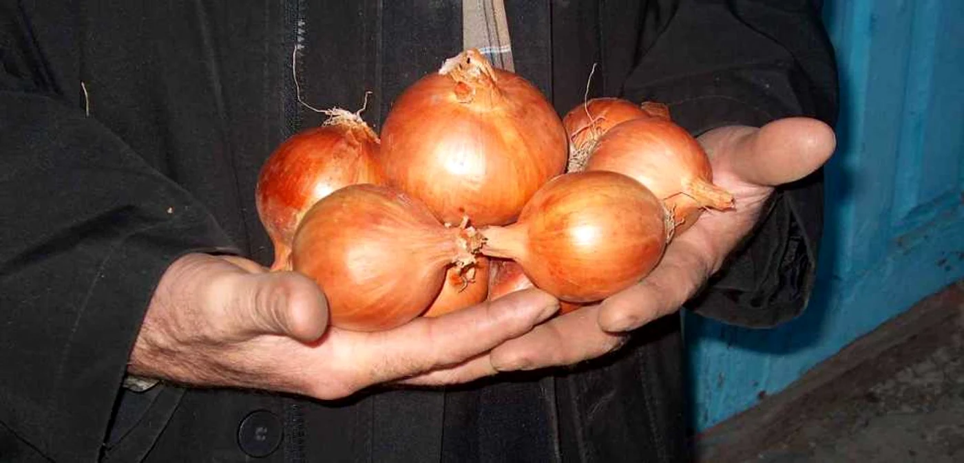 Ceapa Diamant este rezistentă peste iarnă   Sursa: www.anunturi-agricultura.ro