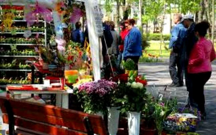 Expozitii florale in Gradina Publica Braila foto obiectiv
