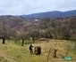 Comuna Bucureșci din Hunedoara Foto Daniel Guță ADEVĂRUL (15) jpg