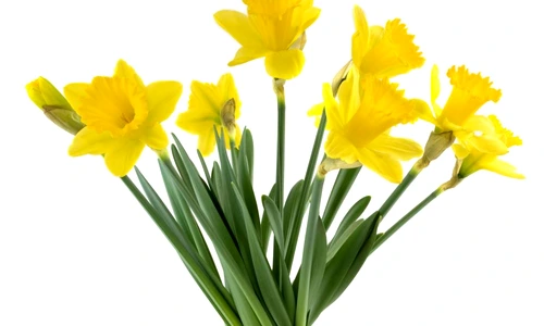 1 51843 original jpg jpeg