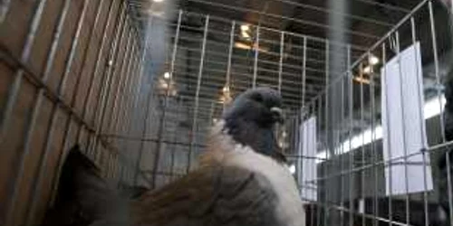 Cluj: Porumbel de top din Germania, la preţ de motoscuter la Expo Transilvania