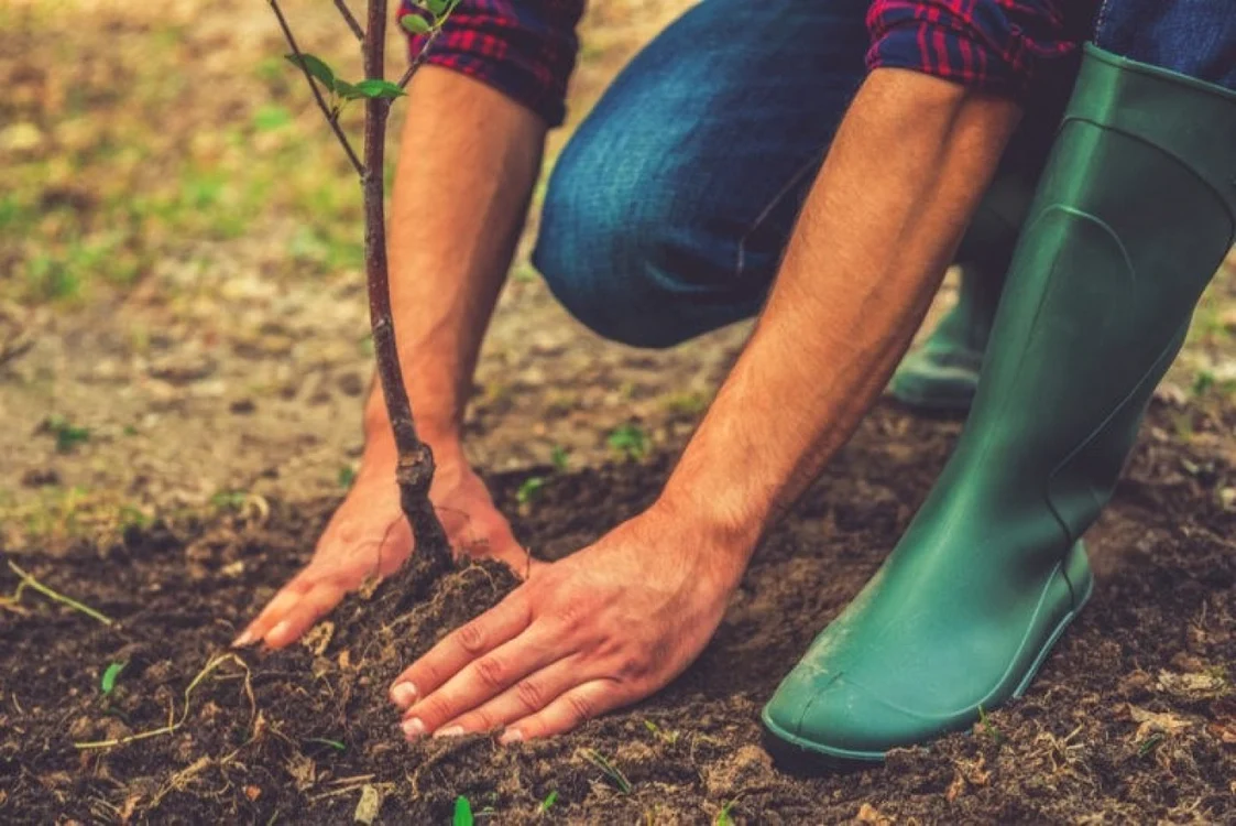 Plantare pomi