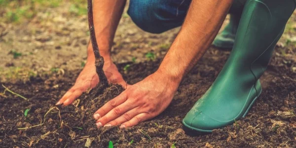 plantare pomi