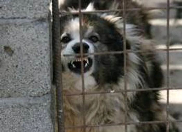 
    Legea privind eutanasierea câinilor comunitari s-a adoptat astăzi  