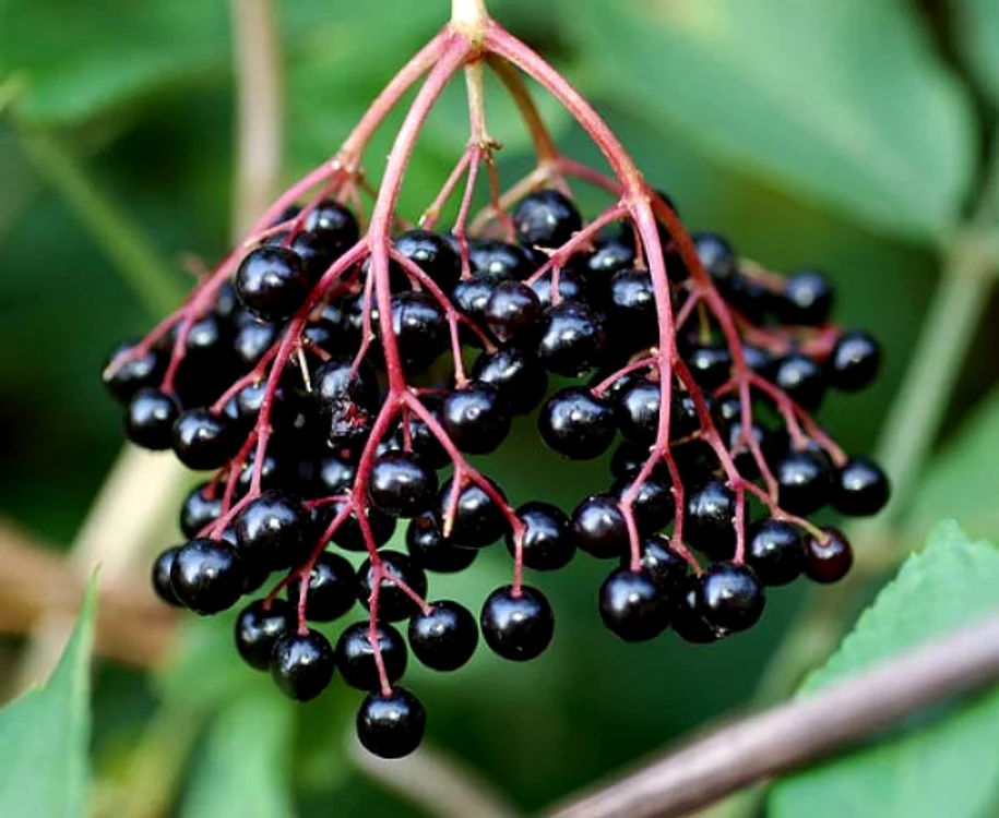 Fructe de soc