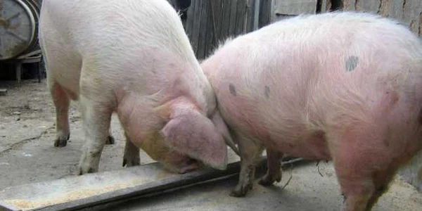porci furati