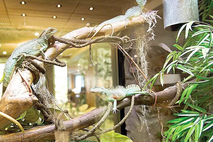 Iahtul «Nirvana» (Fotografii: Caters)