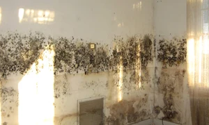 Mucegaiul și umezeala de pe pereți pot provoca alergii, astm și infecții respiratorii Foto Permagard