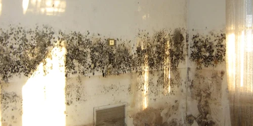 Mucegaiul și umezeala de pe pereți pot provoca alergii, astm și infecții respiratorii Foto Permagard