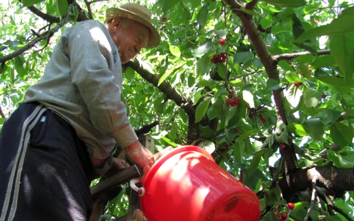 În această perioadă, localnicii din Păulești sunt mai tot timpul la cules de cireș
