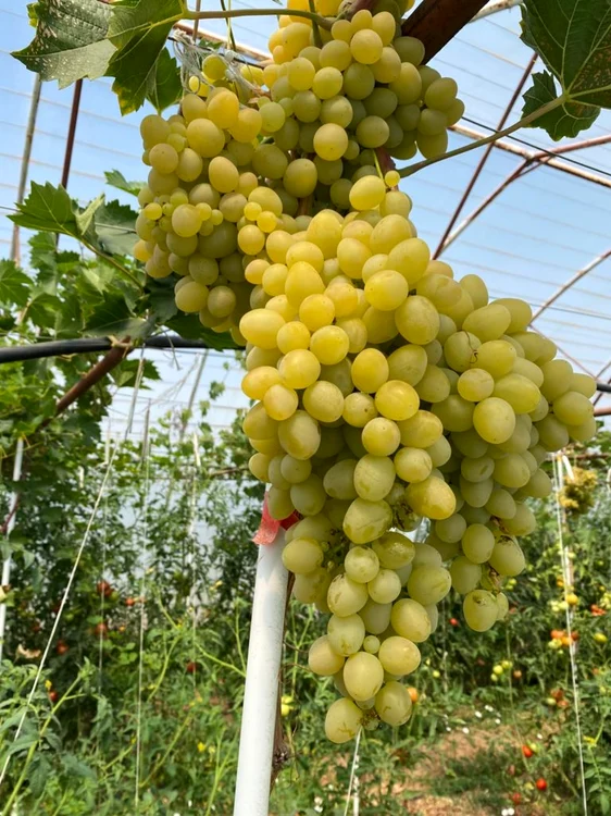 struguri la solar - foto arhiva ion păunel