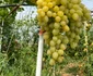 struguri la solar - foto arhiva ion păunel