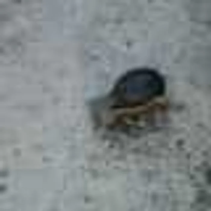Neamţ: Grenade găsite la curăţenie în podul blocului G5