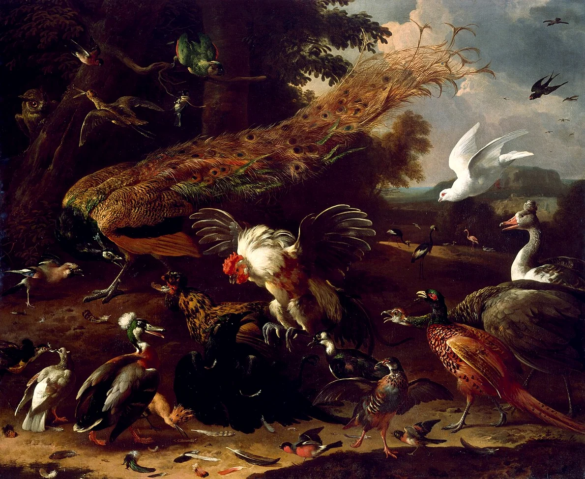 O gâscă moțată (în dreapta) apare într-un tablou pictat de Melchior d' Hondecoeter în 1680. Pictura se află în prezent la Museum of Fine Arts din Houston (© Wikimedia Commons)