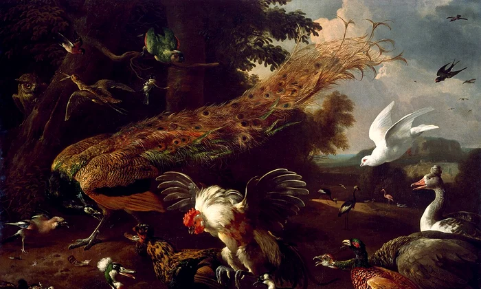 O gâscă moțată (în dreapta) apare într-un tablou pictat de Melchior d' Hondecoeter în 1680. Pictura se află în prezent la Museum of Fine Arts din Houston (© Wikimedia Commons)