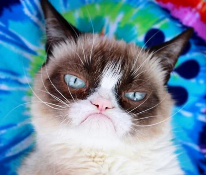 
    A murit Grumpy Cat, cea mai cunoscută pisică de pe InternetFoto: arhivă personală  