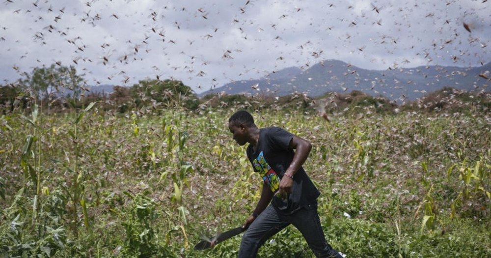 Feromonul care ar opri „canibalismul” lăcustelor. Insectele continuă să amenințe siguranţa alimentară