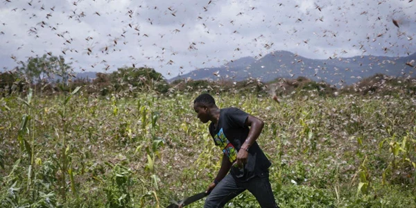 Roi de lăcuste de deşert lângă Enziu Kenya FOTO  EPA-EFE / Dai Kurokawa