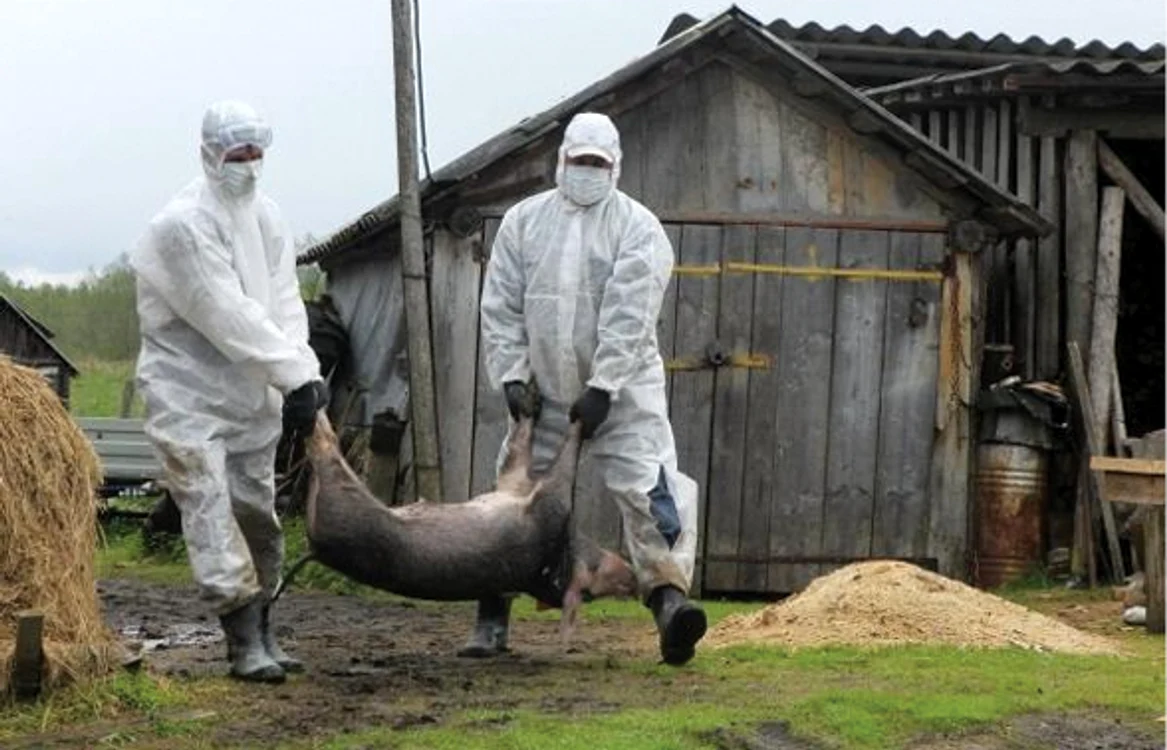 
    Crescătorii ale căror animale vor fi sacrificate sunt despăgubiți de Ministerul Agriculturii la prețul pieții  