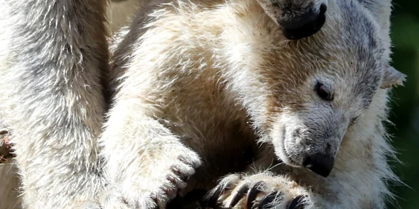 Ursoaica Tonja şi puiul ei Herta se joacă în ţarcul lor de la Tierpark din Berlin Germania FOTO EPA-EFE / Felipe Trueba