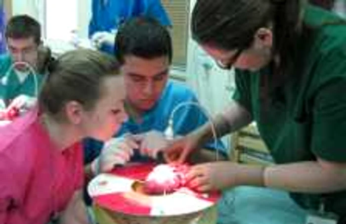 Doi viitori medici privesc cu atenţie un detaliu al cordului de porc