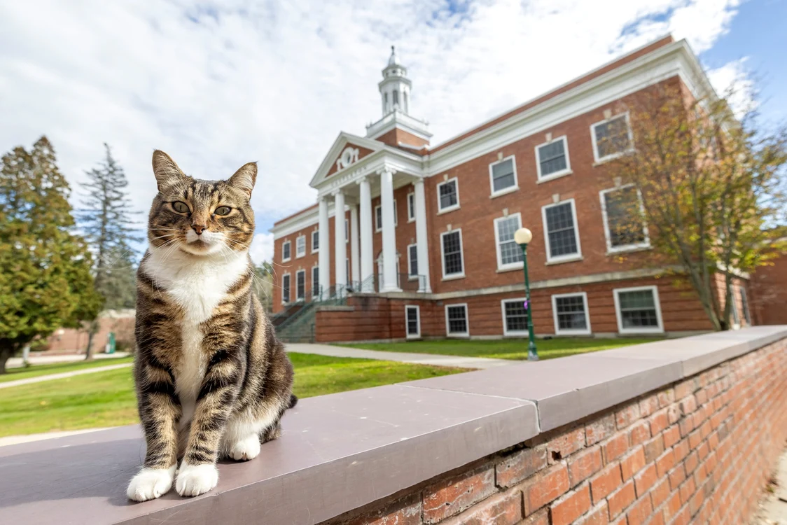 Motanul Max de la Universitatea de Stat din Vermont
