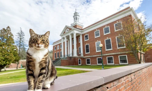 motanul max universitate vermont facebook jpg
