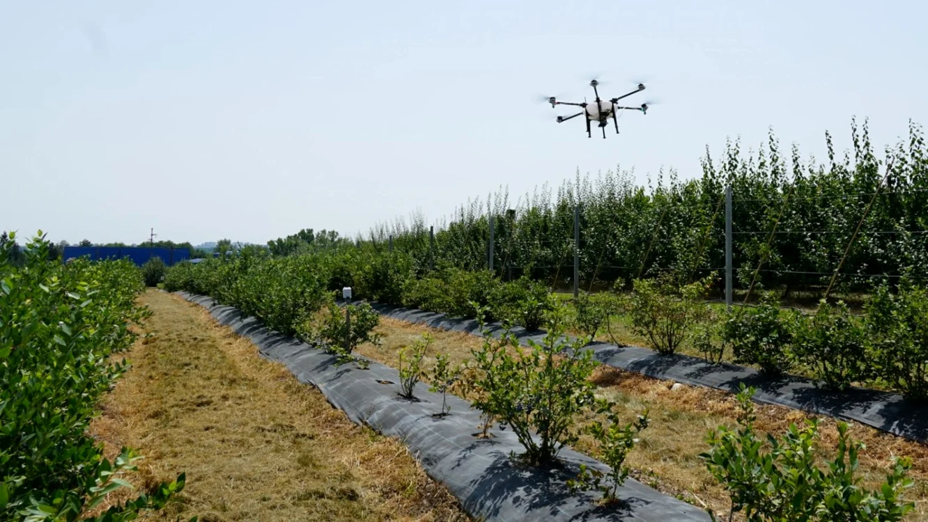 Cele mai scumpe fructe din România aduc beneficii consumatorilor, dar şi cultivatorilor: “Exportă la 7 euro/kg”
