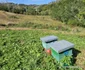 Satul Negoiu din Lunca Cernii de Jos, Hunedoara, Foto Daniel Guță, ADEVĂRUL (10) jpg