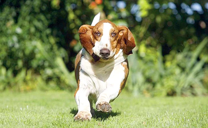 După operaţie Duke a început o viaţă nouă