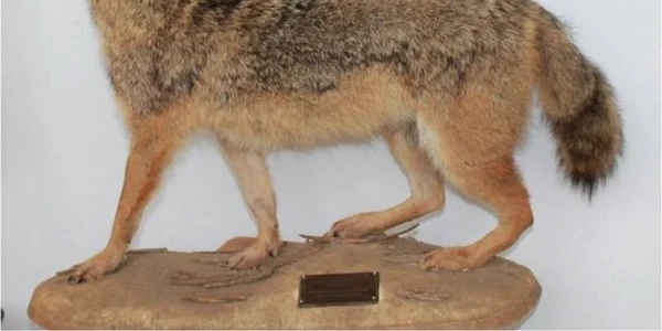 sacal auriu animal
