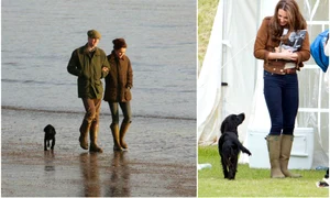 lupo catelul ducilor de cambridge jpeg