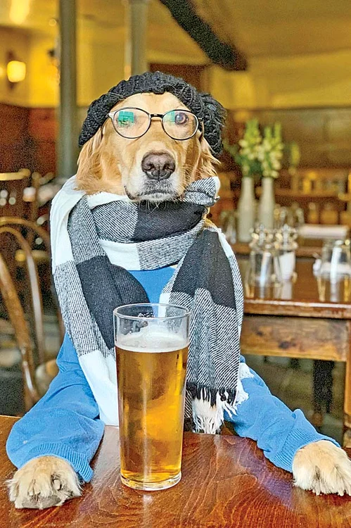 Mai adu o bere, că nu-s cu mașina! 