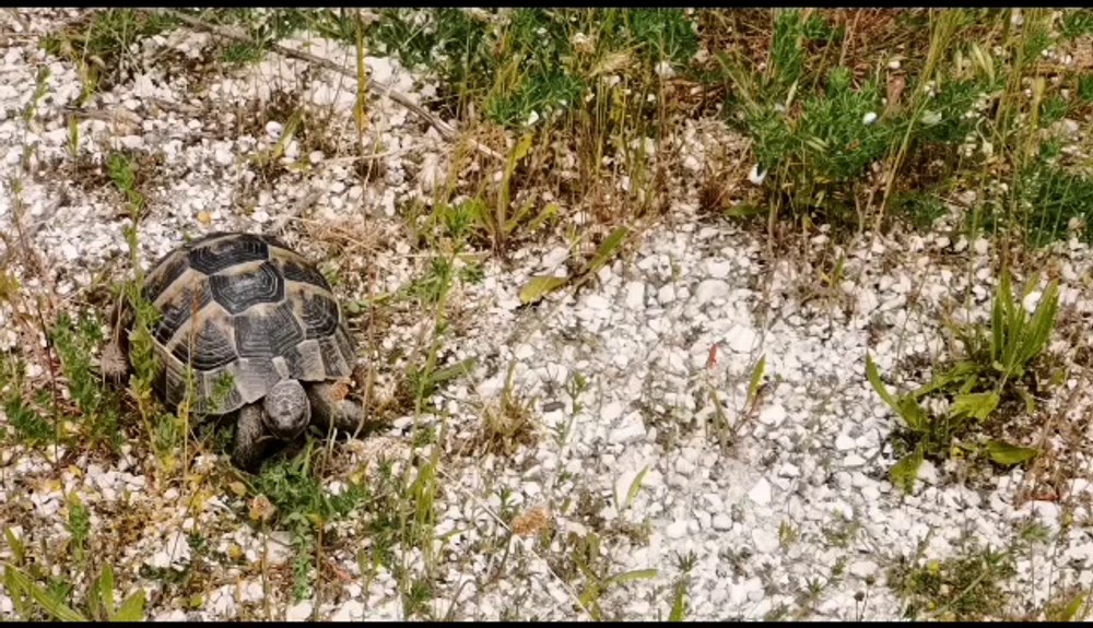 Țestoasă dobrogeană, specie de interes comunitar, eliberată de Garda de Mediu. Era scoasă la vânzare pe internet VIDEO