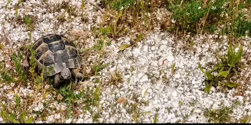 testoasa dobrogeana eliberata video garda de mediu constanta mp4 thumbnail png