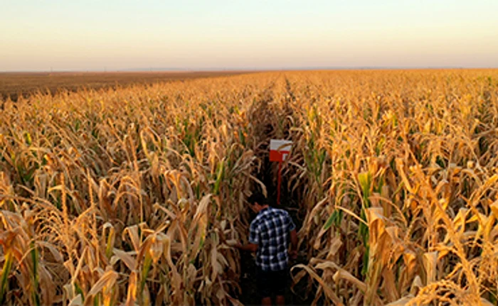 
    Grâul a avut cel mai mult de suferit, ca urmare a lipsei de apă   