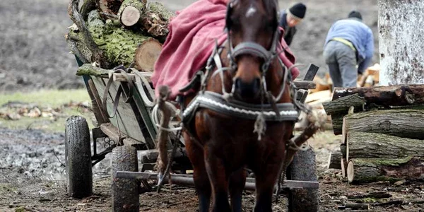 Arborii au fost tăiaţi dintr-o pădure aparţinând ANIF Galaţi