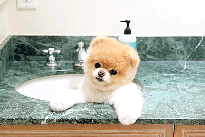 Boo (Fotografii: hepta/ faceboock.com)