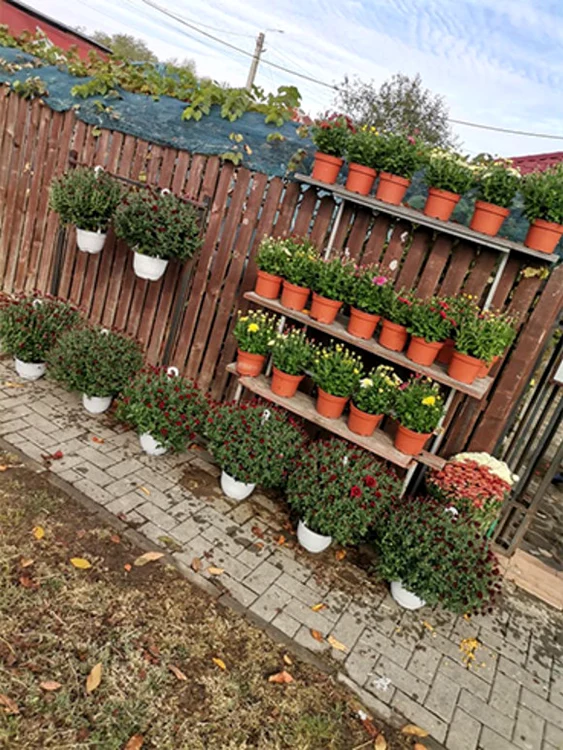 Cumpărătorii îşi aleg florile la poarta gospodăriei