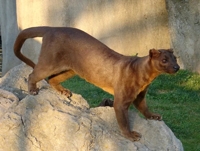 Fossa este pe locul 3 în top cele mai ciudate animale