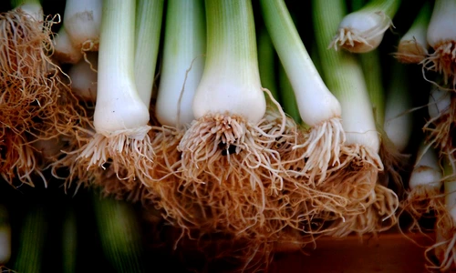 1 81970 original jpg jpeg