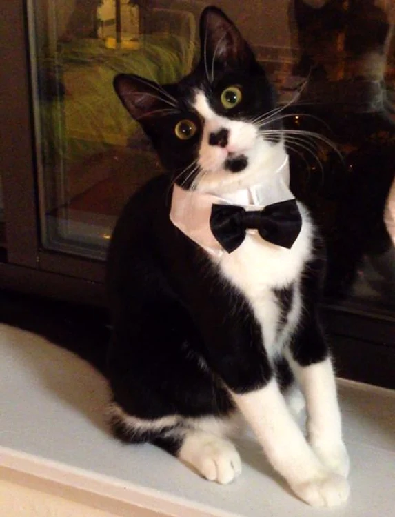 Dominique Lesbirel s-a căsătorit cu motanul eifoto: Pinterest