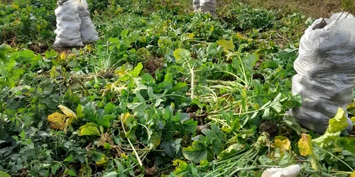 Mama Lenuța spune că legumele sunt pline de vitamine și ne scapă de răceli. FOTO: Mama Lenuța