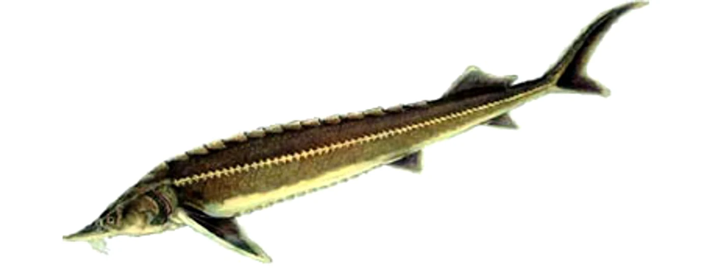 Supă de cegă ucha, sau bouillabaisse  pe ruseşte  jpeg
