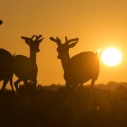 Căprioare zburdă la apus de soare pe Insula Hanringvreter lângă oraşul Veer regiunea Zeelanda din Olanda FOTO EPA / Olivier Hoslet